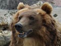 Медведь предсказал результаты матчей Кубка России по хоккею с мячом Медведь предсказал результаты матчей Кубка России по хоккею с мячом