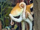   Octopus vulgaris     ,        