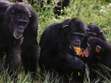 Шимпанзе, которых считают самыми близкими родственниками человека, обладают врожденным чувством справедливости, утверждают ученые из американского штата Джорджия