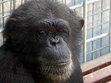 Самке шимпанзе по кличке Джина предоставили телевизор с пультом дистанционного управления, чтобы она могла само выбирать каналы