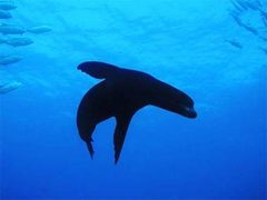 Морской лев в Калифорнийском заливе. Фото с сайта divetrip.com Морской лев в Калифорнийском заливе. Фото с сайта divetrip.com