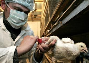 Российский ветеринар вакцинирует цыпленка. Фото AFP