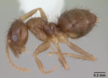   "Paratrechina".  c  Ant Web 