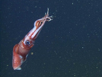 Octopoteuthis deletron.  MBARI 
