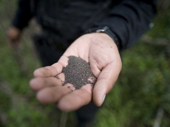 Маковые семена. Фото ©AFP