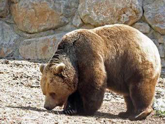 Медведь. Фото с сайта zoo.si