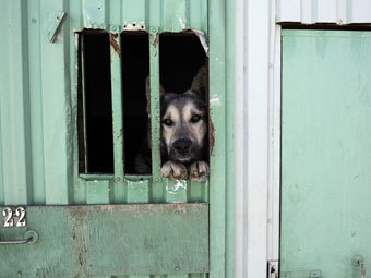 Приют для бездомных собак в Санкт-Петербурге. Фото РИА Новости, Сергей Ермохин