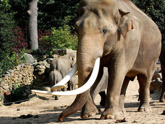 Азиатский слон. Фото пользователя Dick Mudde с сайта wikipedia.org