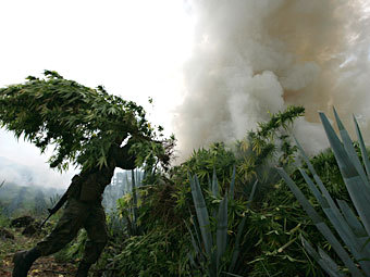 Уничтожение плантации конопли в Мексике. Фото Reuters