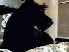 Скотч-терьер Джорджа Буша Барни, кадр НТВ, архив