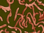случаи холеры