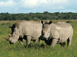     (IUCN)   " "   .      , 25%       ,    
