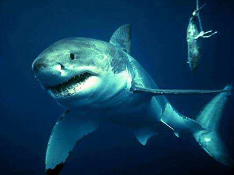   ,    sharks.com