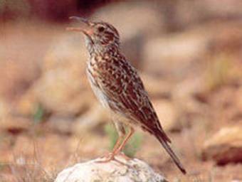  ,    spainbirds.com