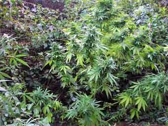 .    www.cannabis-seed-banks.com