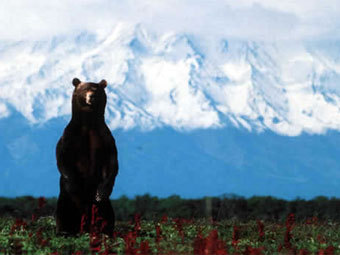  .    www.kamchatbear.com