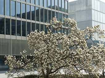  Novartis  .     