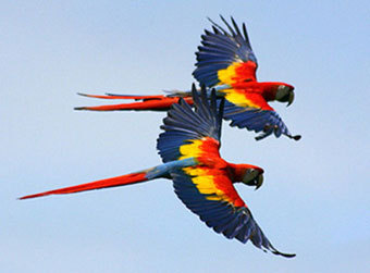  ,    cityparrots.org