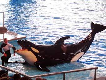       SeaWorld  -.    