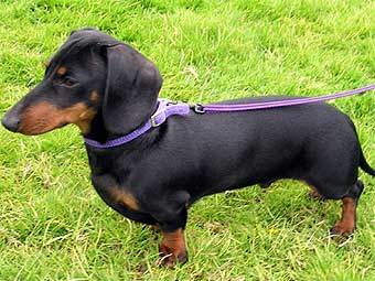    smalldogs.com