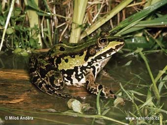 Rana Ridibunda.    naturfoto-cz.de