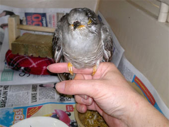    birdwatch.co.uk