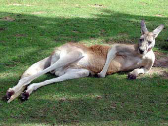 .    animalwild.net